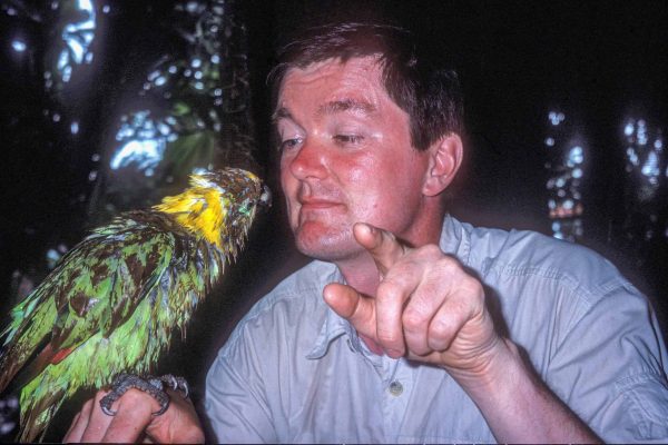 Gelehriger Vogel - Costa Rica